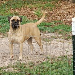 Brew - Bullmastiff