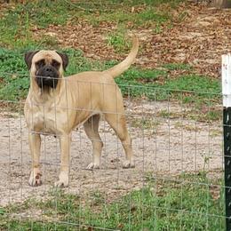 Brew - Bullmastiff