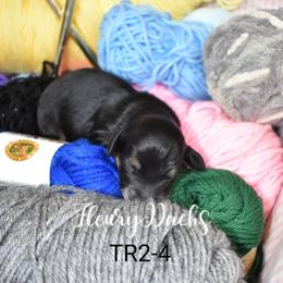 Dachshund Puppies from FleuryDachs