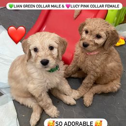 Bernedoodle and Goldendoodle Puppies from Lyon and Luna Goldendoodles Bernedoodles