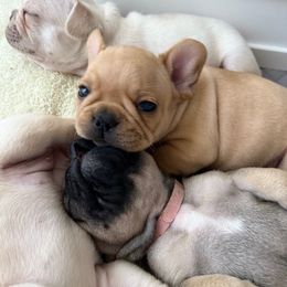 Boy 1  (Cliff) - Fawn male French Bulldog puppy in Vero Beach, Florida from Lazy Daisy