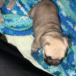 French Bulldog Puppies from Kingdom Cubz Kennel