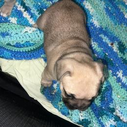 French Bulldog Puppies from Kingdom Cubz Kennel