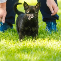 German Shepherd Puppies from Faoladh German Shepherds
