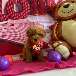 Taco - Red male Maltipoo puppy in San Diego, California from Maltipoos SD