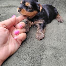 Waylon - Black and gold male Yorkshire Terrier puppy in Middleton, Idaho from Rocky Mountain Yorkies