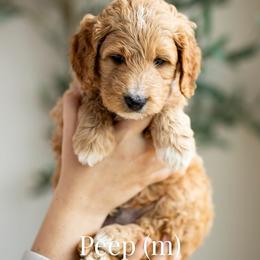 Peep - Apricot male Goldendoodle puppy in Acton, Maine from Silver Pines Pups