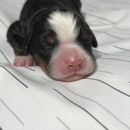 Bernese Mountain Dog Puppies from Country Feels Ranch