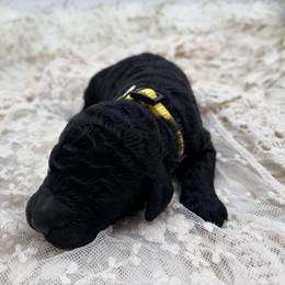Poodle Puppies from Wild Suns Farm