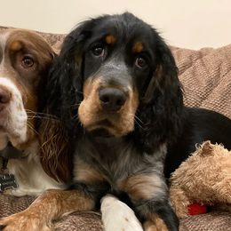 English Springer Spaniels from Cold Mountain Springers