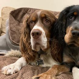 English Springer Spaniels from Cold Mountain Springers