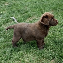 Labrador Retriever Puppies from Remington Labradors