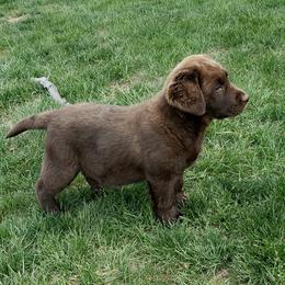 Labrador Retriever Puppies from Remington Labradors