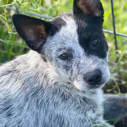 Johnny - Blue speckled male Australian Cattle Dog puppy in Rosharon, Texas from 4Surge Cattle Dogs