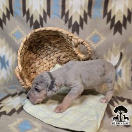 Honey - Blue female Great Dane puppy in Spiro, Oklahoma from Big Birch Danes