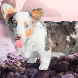 American Corgis and Pembroke Welsh Corgis from Flying K Corgis