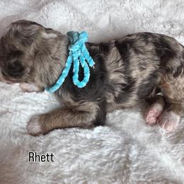 Rhett - Chocolate merle male Bernedoodle puppy in Horseshoe Bend, Idaho from Over the Moon Poodles and Doodles