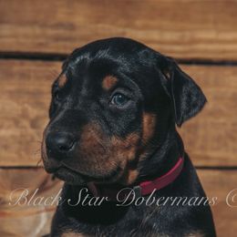 "B litter " Doberman Pinscher Puppies from Black Star Dobermans