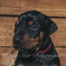 "B litter " Doberman Pinscher Puppies from Black Star Dobermans
