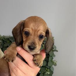 Chip - Red female Dachshund puppy in Mountain Home, Arkansas from Wood's miniature Dachshunds