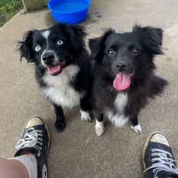Ocean 🌊 - Toy Australian Shepherd