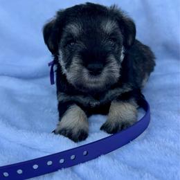 Purple - Salt and pepper female Miniature Schnauzer puppy in Golden Ridge, Montana from Miniature Schnauzers