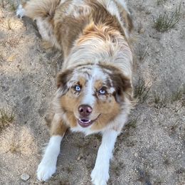 Dixie - Miniature Australian Shepherd