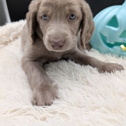 Girl 6 - female Long Haired Weimaraner puppy in Evart, Michigan from Drehbar Weimaraners
