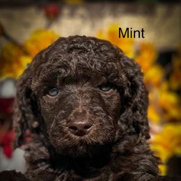 Mint - Brown male Poodle puppy in Greenville, North Carolina from Grace Poodles