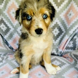 Australian Shepherd Puppies from Jo’s Aussies