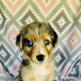 Australian Shepherd Puppies from Jo’s Aussies