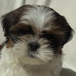 Boy 2 - male Shih Tzu puppy in Howell, Michigan from Animal Crackers