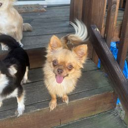 Pumpkin - Chihuahua