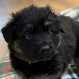 German Shepherd Puppies from Circle Oaks Shepherds
