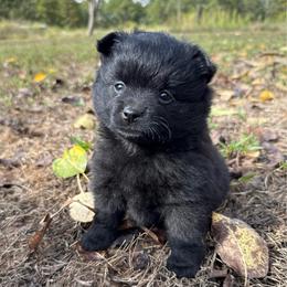 Knox - Black male Pomeranian puppy in Raymondville, Missouri from Pampered Pomskies