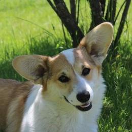 Kyska - Pembroke Welsh Corgi