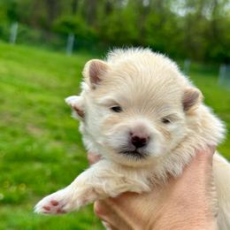 Girl 2 - Cream female Pomeranian puppy in Uniontown, Pennsylvania from Oh So Sassy Poms