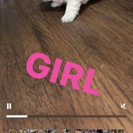 Shih Tzu Puppies from Shih Tzu pups