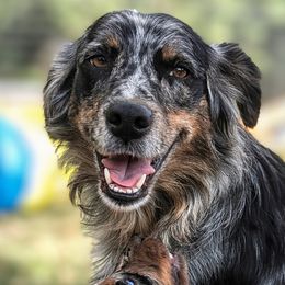 Briar - Australian Shepherd