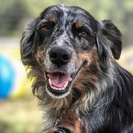 Briar - Australian Shepherd