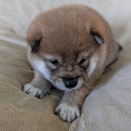 Andy - Red male Shiba Inu puppy in Warren County, New Jersey from Yellow Gate Kennel