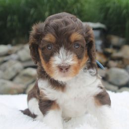 Australian Labradoodle Puppies from All About Love Australian Labradoodles