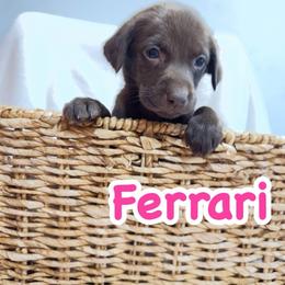 Ferrari - Chocolate female Labrador Retriever puppy in Lucasville, Ohio from Backwoods Labradors