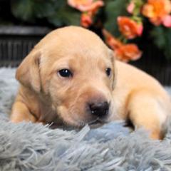 Boy 2 - Yellow Labrador Retriever puppy in Gilbert, South Carolina from Crout Kennels
