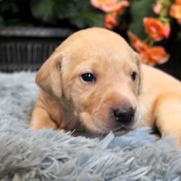Boy 2 - Yellow Labrador Retriever puppy in Gilbert, South Carolina from Crout Kennels