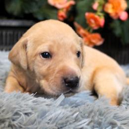 Boy 2 - Yellow Labrador Retriever puppy in Gilbert, South Carolina from Crout Kennels