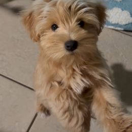 Dolly - Wheaten female Miniature Schnauzer puppy in Oviedo, Florida from Tamed by Emmy (Emariella’s Miniature Schnauzers)