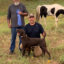 Rush - German Shorthaired Pointer