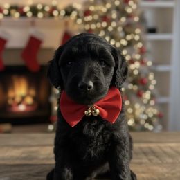 Dasher - Black male Goldendoodle puppy in Fairmount, Georgia from Muscadine Meadows Farm