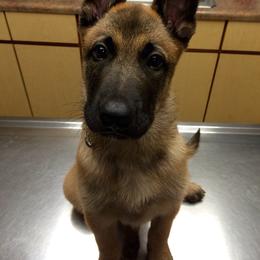 Belgian Malinois, Border Collie, and German Shepherd Puppies from Fairlane Kennels